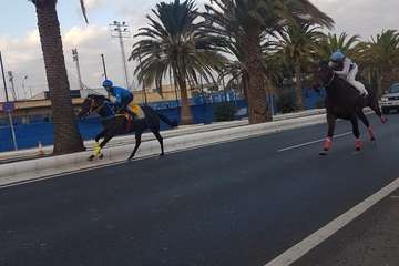 Carreras de caballos en Telde por San Gregorio (Foto TA y TF)